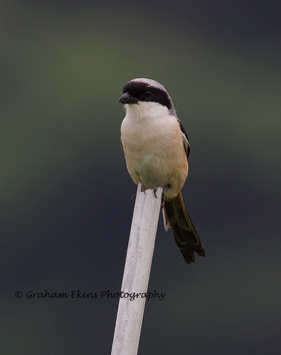Long-tailed Shrike
A widespread and quite common species in Hong Kong.
Location unknown